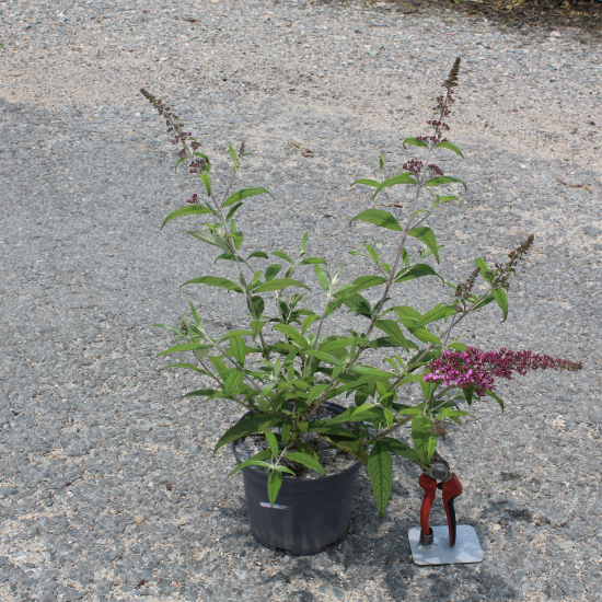 Arbre aux papillons 'delight rose'