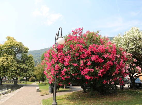 Laurier-rose