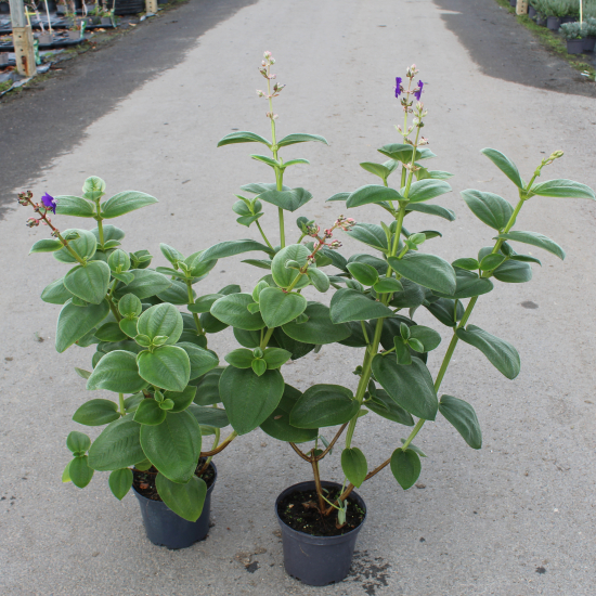 Tibouchina 'Grandifolia'