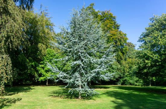 Cèdre bleu de l'atlas 'Glauca'