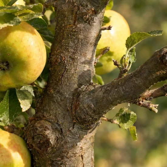 Pommier 'Mamula' (Malus domestica) — tronc et branche avec plusieurs fruits mûrs · Photo d'illustration