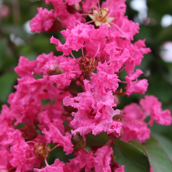 Lilas des indes 'Souvenir d'andre desmartis'