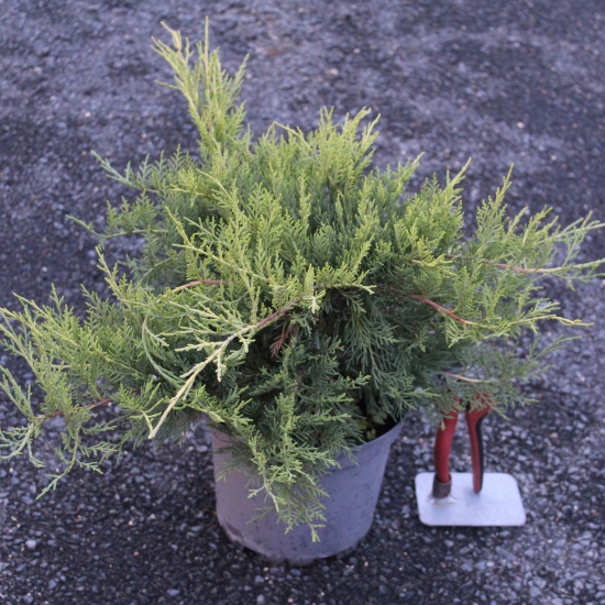 Genévrier 'Old gold'