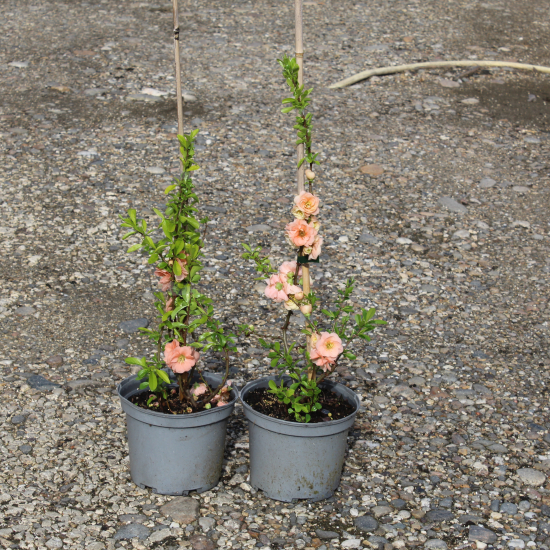Cognassier à fleurs 'Cameo saumon'