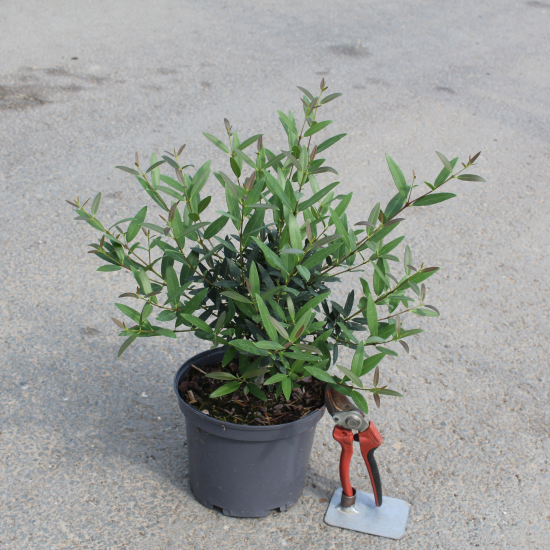 Filaire à feuilles étroites