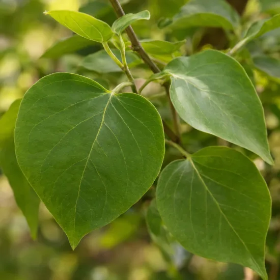 Lilas commun 'Dentelle d'anjou' (Syringa vulgaris) — gros plan sur feuilles vertes en cœur · Photo d'illustration