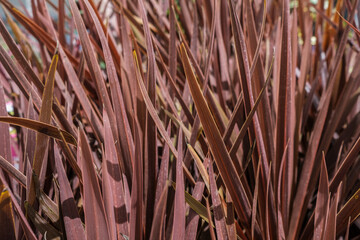 Cordyline 'Red Star'