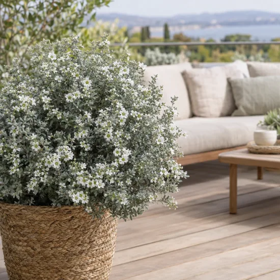 Arbre à thé 'Silver ice' (Leptospermum) — arbuste dense fleuri en pot tressé sur terrasse · Photo d'illustration