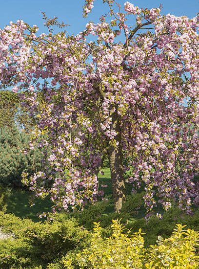 Cerisier du japon 'Kiku shidare zakura'
