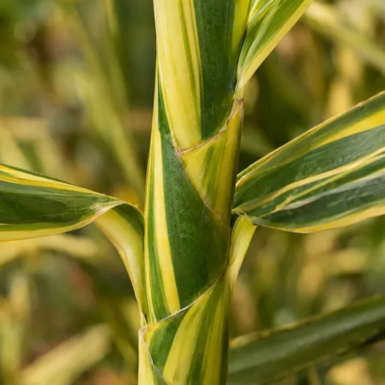 Gingembre coquille panaché 'Variegata' (Alpinia) — gros plan sur tiges panachées vertes et jaunes · Photo d'illustration
