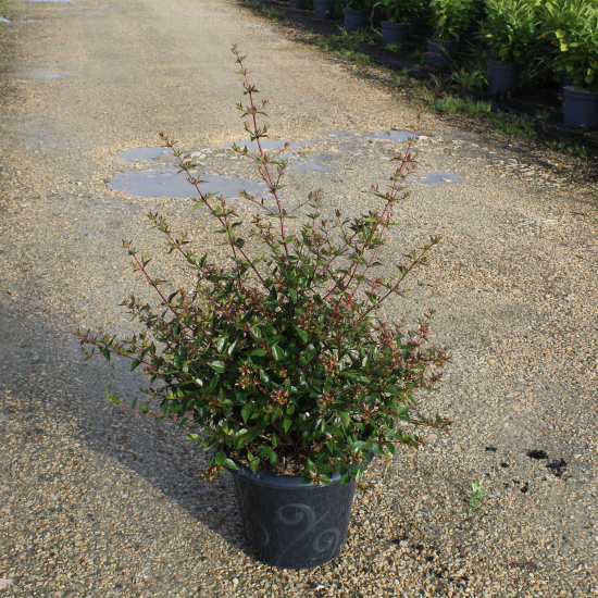 Abelia à grandes fleurs