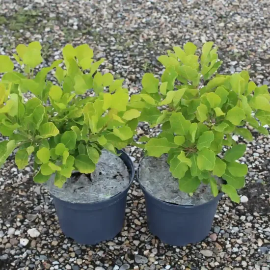 Arbre à perruque 'Lemon lady' — Pot 3L