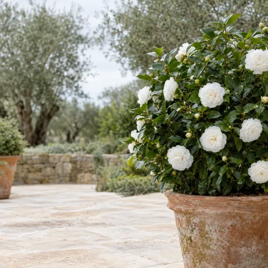 Camelia 'Satsuma' (Camelia japonica) — grand arbuste à fleurs blanches en pot · Photo d'illustration