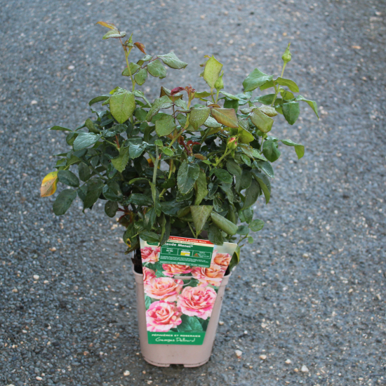 Rosier 'Claude monet'