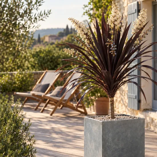 Cordyline australe 'Black knight' (Cordyline australis) — plante graphique en pot sur terrasse ensoleillée