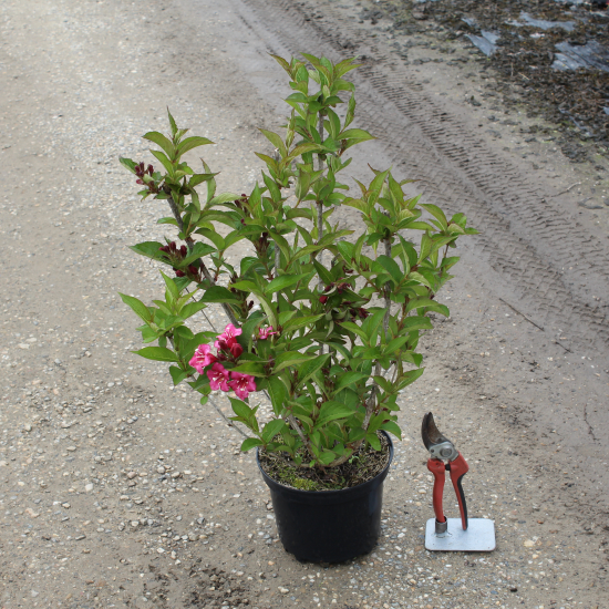 Weigelia 'Bristol ruby'