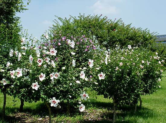 Althéa 'China chiffon'