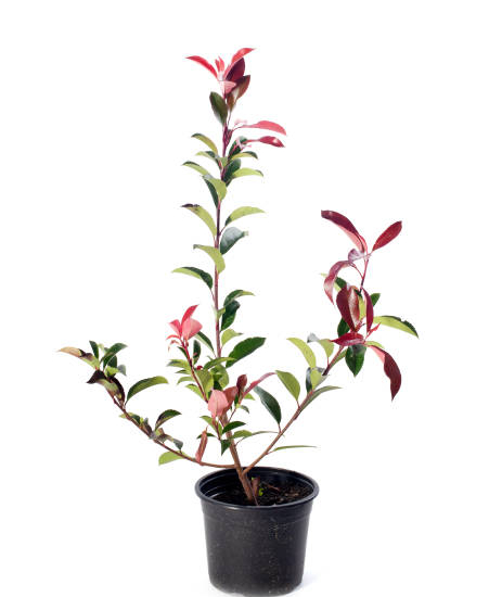Photinia 'Magical volcano'