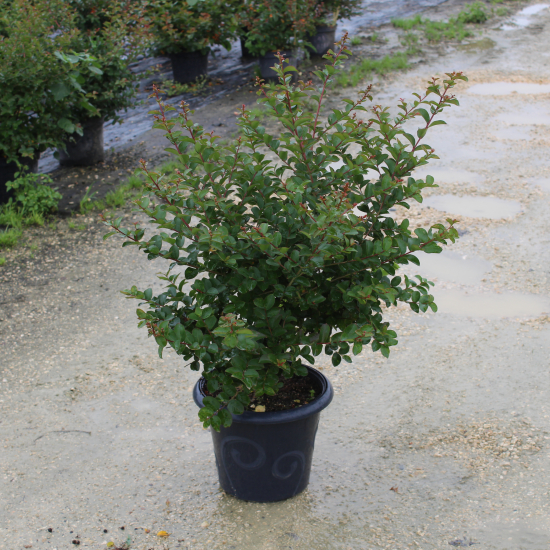 Lilas des indes 'Jacqueline desmartis'