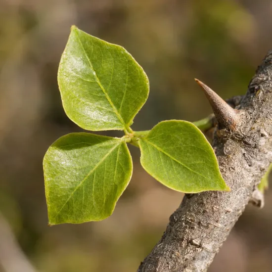 Erythrine caffre - arbre-corail (Erythrina caffra) — trois jeunes feuilles vertes sur branche épineuse