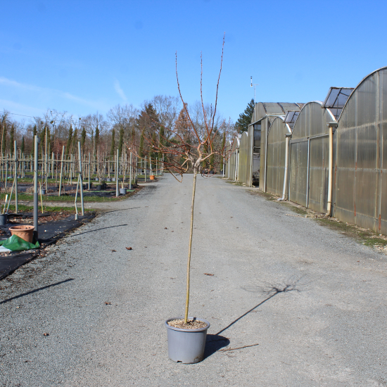 Saule marsault 'Curly locks'