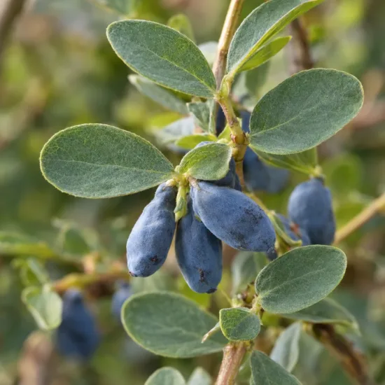 Chèvrefeuille à baies de mai 'Kiev' (Lonicera kamtschatica) — rameau avec plusieurs baies allongées bleues · Photo d'illustration