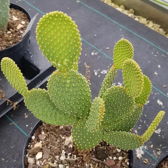 Oreille de lapin jaune 'Aurea' (Opuntia) — cactus segmenté vert aux cladodes ovales bosselées
