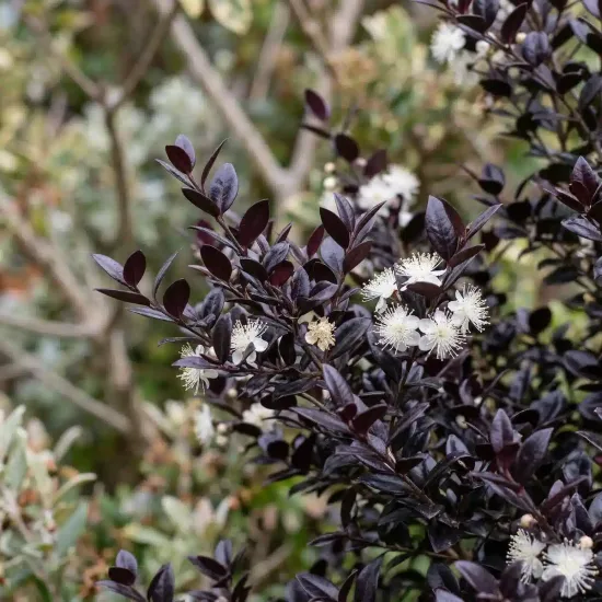 Lophomyrthus 'Black stallion' (Lophomyrtus × ralphii) — ramure aux feuilles sombres et petites fleurs blanches