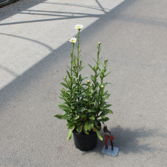 Marguerites 'Becky'