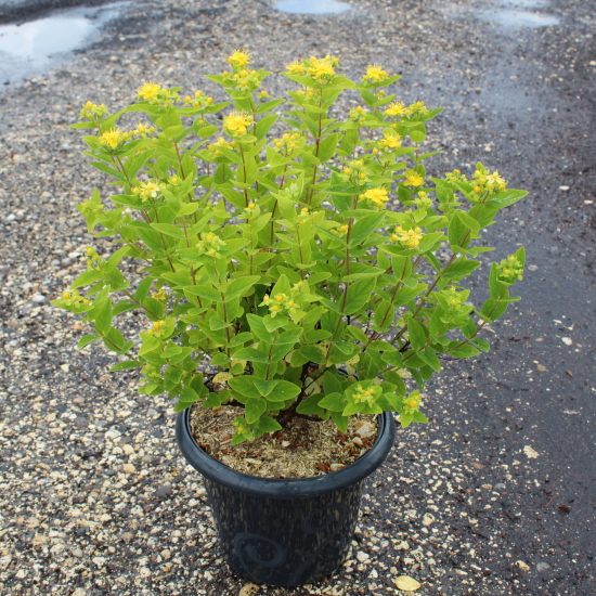 Millepertuis 'Magical sunshine'