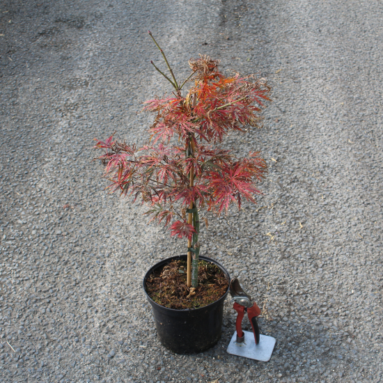 Érable du japon 'Dissectum garnet'