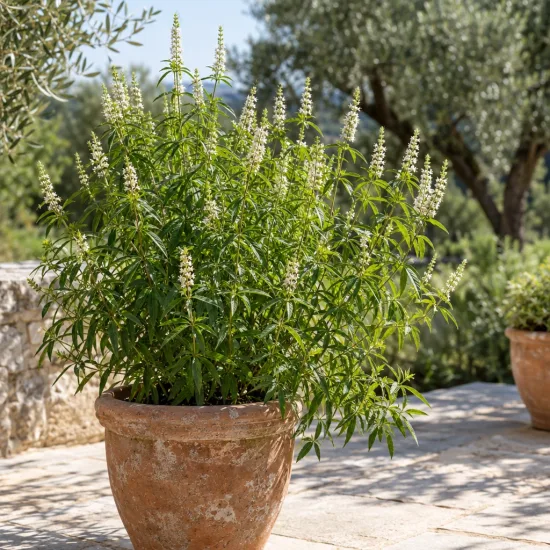 Verveine menthe d'argentine (Aloysia polystachya) — grand arbuste feuillu en pot terracotta extérieur