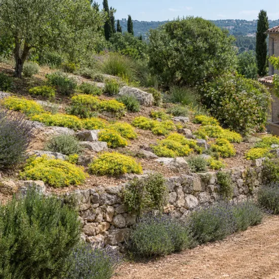 Sedum 'Ball' (Sedum lemon) — massif en pente avec coussins végétalisés jaunes · Photo d'illustration