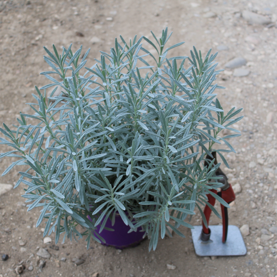 Lavandin 'Dutch lavander'
