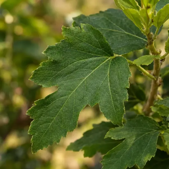 Althéa 'Russian violet' (Hibiscus syriacus) — gros plan sur feuilles vertes dentelées