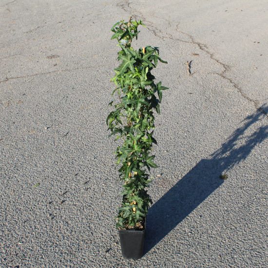 Lierre grimpant 'Sagittifolia'