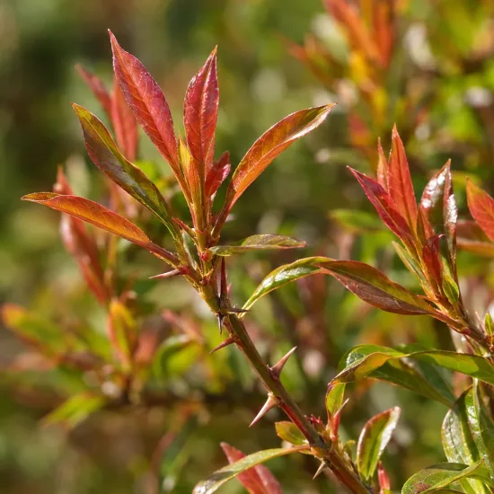 Grenadier à fruit 'Kabylie' (Punica granatum) — jeunes feuilles rougeâtres sur rameau épineux · Photo d'illustration