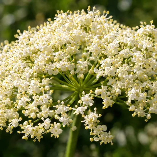 Sureau noir à gros fruits 'Haschberg' (Sambucus nigra) — large ombelle de petites fleurs blanches · Photo d'illustration