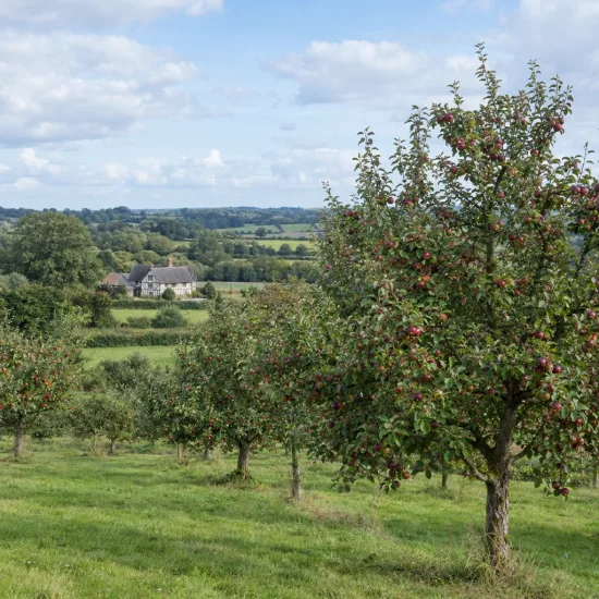 Pommier 'Rouge basque' (Malus domestica) — verger vallonné avec pommiers chargés de fruits rouges · Photo d'illustration