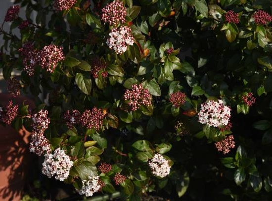 Viorne tin 'Gwenllian'