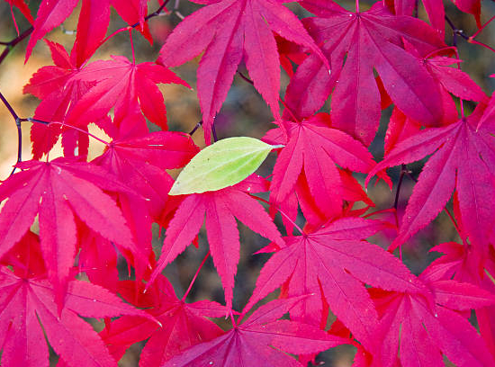 Érable du japon 'Osakazuki vert'