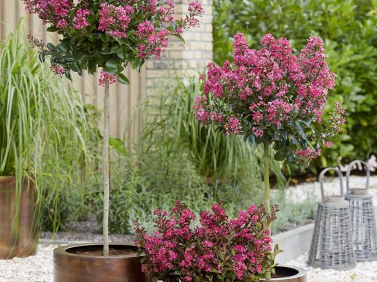 Lilas des indes 'Shell pink'