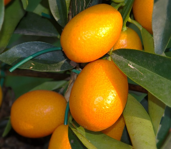 Kumquat
