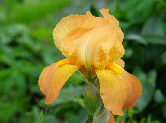 Iris d'allemagne 'Ma pomme orange'