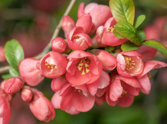 Cognassier à fleurs 'Pink storm'