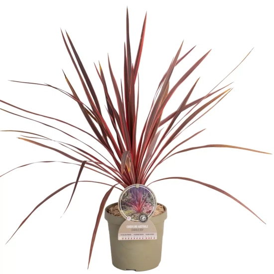Cordyline 'Charlie boy'