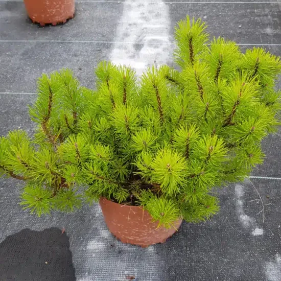 Pin de montagne 'Pumilio' (Pinus) — arbuste conifère compact aux aiguilles vert vif · Pot 3L Touffe