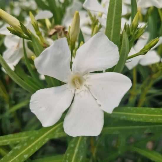 Laurier rose 'Etoile'
