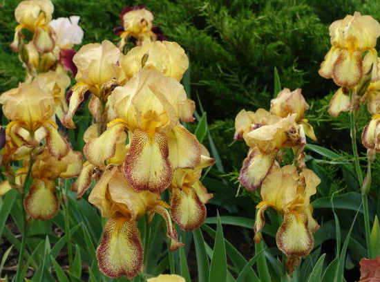Iris d'allemagne 'Spreckles jaune'