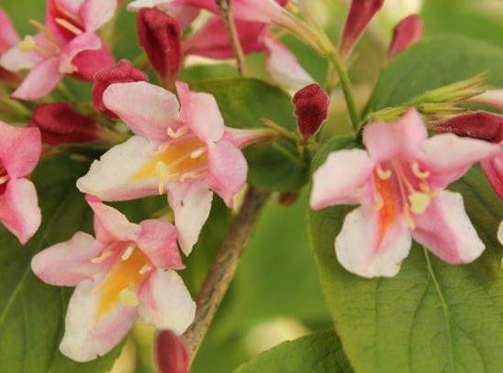 Weigelia 'Summer peach'